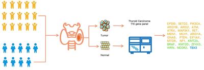 Application value of multi-gene mutation detection in the clinical management of pediatric papillary thyroid carcinoma: a preliminary exploration